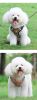 dog Harnesses and dog leash set; Pet Chest Strap Vest Dog Strap Small Dog Rope Wholesale Reflective Dog Towing Rope