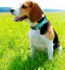 collReflective Dog Collar; Soft Neoprene Padded Breathable Nylon Pet Collar Adjustable for Medium Dogs